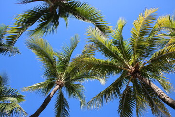 Palm Trees
