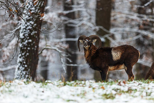 male European mouflon (Ovis aries musimon) came out of the forest with snow