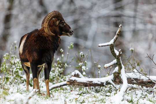 male European mouflon (Ovis aries musimon) on the edge of a snowy forest