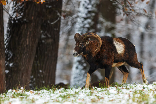 male European mouflon (Ovis aries musimon) looking for an opponent