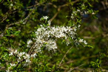 Blackthorn blossom (Prunus spinosa) a spring flowering shrub plant with a white springtime flower...