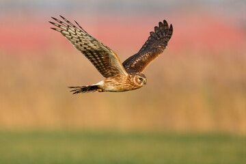 Hen Harrier in flight
