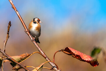 Goldfinch (Carduelis carduelis) bird perched on a branch which is a common garden songbird found in...