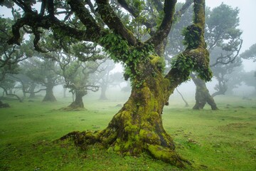 laurel trees in fanal in madeira