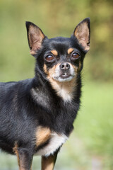 Portrait of young black chihuahua