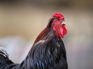 Rooster crowing isolated on blurred background