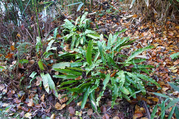 Evergreen fern hart's-tongue ferns, Asplenium scolopendrium,  family spleenworts (Aspleniaceae). In autumn between fallen beech leaves. Dutch Garden. November.