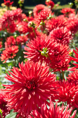 Red semi-cactus Dahlia field