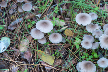 Group wild inedible mushroom mycena vulgaris growing on forest floor. Toadstool vulgar bonnet small mushrooms on thin leg and grey cap. Fungus in autumn time. Mycena poisoning. Top view.