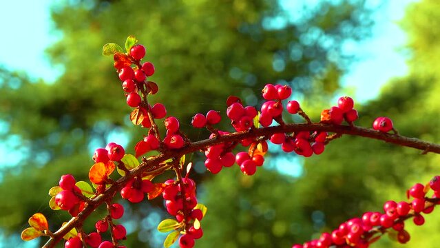Red berries on a background of green leaves (Cotoneaster horizontalis)
