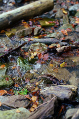 Mountain stream in the Beskidy Mountains - Poland