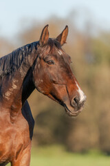 Horse portrait in a pasture in autumn.