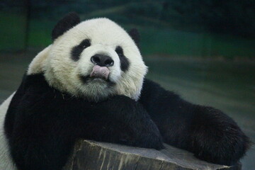 Close up Male Panda , Tuan Tuan , in Taipei Zoo, Taiwan © foreverhappy