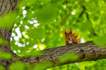 Single Red Squirrel - latin Sciurus vulgaris - sitting on tree branch in summer season in Royal Baths Lazienki Krolewskie forest park in Ujazdow district of Warsaw in Poland