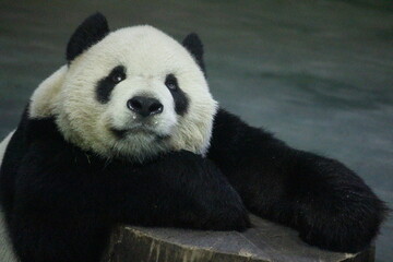 Obraz premium Close up Male Panda , Tuan Tuan , in Taipei Zoo, Taiwan