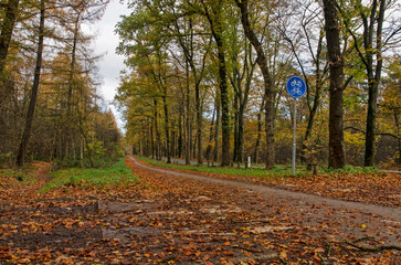 Bicycle path next to an asphalt road in the forests near Austerlitz, The Netherlands in autumn