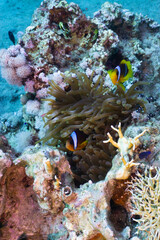 Fototapeta na wymiar Clown fishes living in symbiosis with anemones on the coral reef, Red sea.