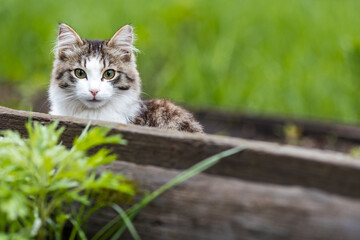 Naklejka na ściany i meble young cat looks into the frame, green grass outdoors