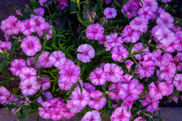 Dianthus chinensis, clavelina rosada