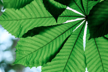 green leaf shines through the surface of the plant