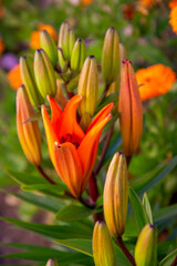 Lilium bulbiferum, azucena anaranjada, orange lily
