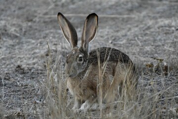 Closeup shot of a jack rabbit with large ears on a field in California