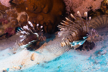 Red sea Lion fish is dangerous hunter for other fishes living in the coral reef.