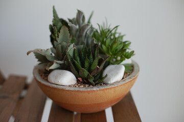 Succulent mini garden. Home decor with our easy-to-care-for cactus and succulent dish garden. Miniature succulents selection decoration.
