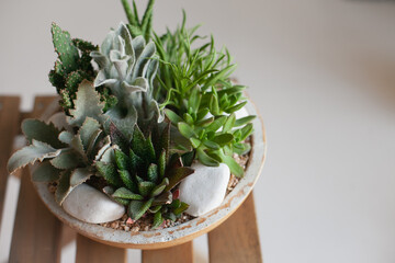Succulent mini garden. Home decor with our easy-to-care-for cactus and succulent dish garden. Miniature succulents selection decoration.