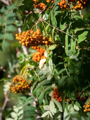 Selective fpcus shot of Orange berries with green leaves in the tree