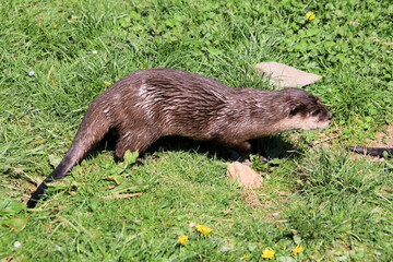 A view of an Otter