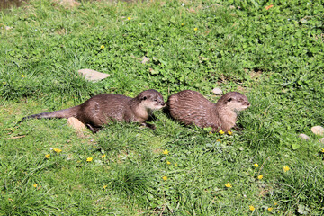 A view of an Otter