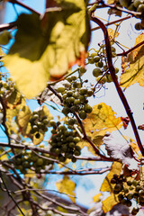 green grapes in the vine