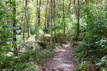 Obraz premium The wood bridge on the trail in the woods.