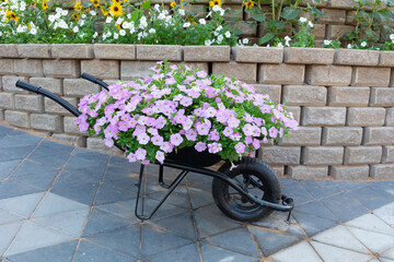 Fototapeta na wymiar Beautiful petunia flowers in a wheelbarrow 
