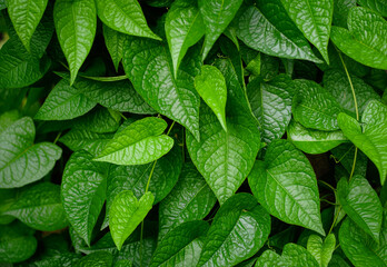 closeup nature view of green leaf, abstract green leaf texture, nature background, tropical leaf