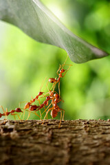 Ant Action standing, Ant bridge team unity, team concept working together. on the natural...