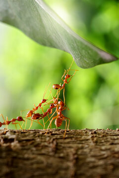 Ant Action standing, Ant bridge team unity, team concept working together. on the natural background.	