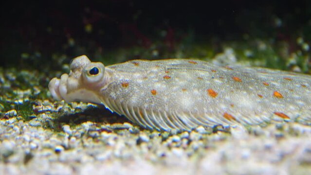Closeup of a European plaice under the water in the aquarium