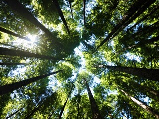 BOSQUE DE SEQUOIAS EN CABEZÓN DE LA SAL,CANTABRIA.