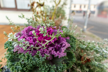 Fototapeta na wymiar Purple flowers bloom on a background of green leaves
