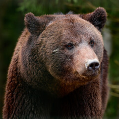 Obraz premium Brown bears in the wild, a large mammal after hibernation, a predator in the wild forest and wildlife.