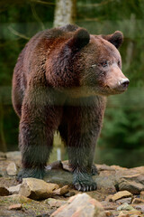 Natural National Park of Ukraine Synevyrska Polyana and its inhabitants are brown bears.
