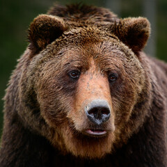 Obraz premium Brown bears in the wild, a large mammal after hibernation, a predator in the wild forest and wildlife.