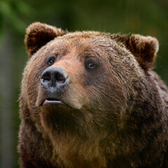 Fototapeta premium Brown bears in the wild, a large mammal after hibernation, a predator in the wild forest and wildlife.