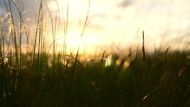 Close-up wheat spikelets on field on beautiful nature sunset andscape on sun rays . Grown rich harvest . Areas of agricultural plant production. Healthy food. Summer season and warm weather on rural.