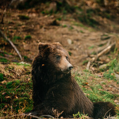 Portrait of a big brown bear in the woods on a walk, one bear on a forest background.