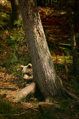 Brown bear playing in the woods with a wooden stick.