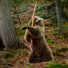 Samurai bear, playful bear in the nature park, rehabilitation center for bears Synevirska Polyana, predator in nature, bear warrior.