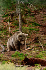 Two large brown bears resting in the forest, inhabitants of the Ukrainian Carpathians, large and aggressive mammals.